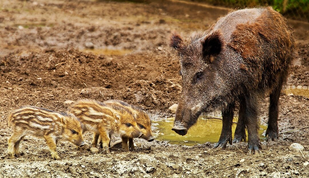 La scrofa semilanuta